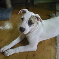Amerikansk staffordshire terrier Ally (lulle)