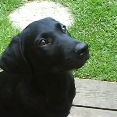 Labrador retriever Charmetrold