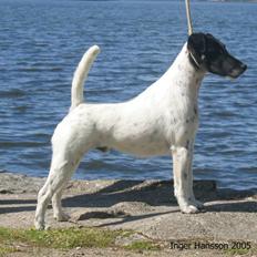 Glathåret foxterrier A - Foxingdane Governor 