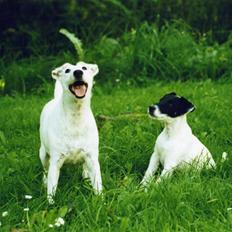 Glathåret foxterrier A - Foxingdane Governor 