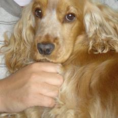 Cocker spaniel EMMA