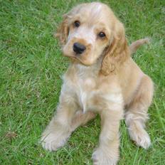 Cocker spaniel EMMA