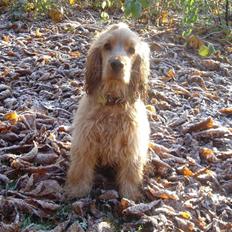Cocker spaniel EMMA