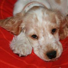 Cocker spaniel MAJA