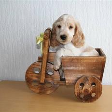 Cocker spaniel MAJA