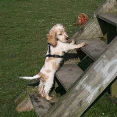 Cocker spaniel MAJA