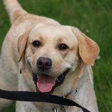 Labrador retriever malou