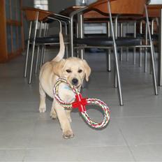 Labrador retriever malou