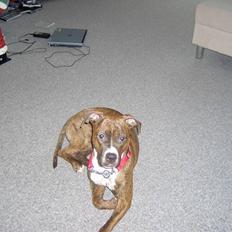 Blanding af racer Ticki R.I.P