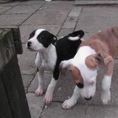 Blanding af racer Chili