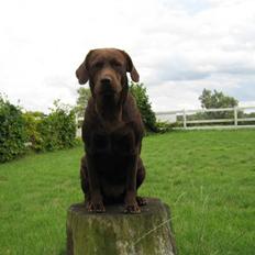 Labrador retriever {§$$ Laika $$§}