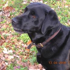 Labrador retriever Molly<3