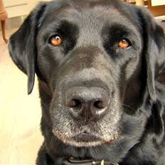 Labrador retriever Molly<3