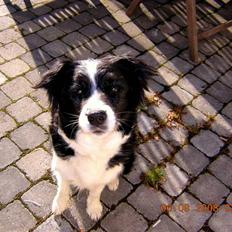 Border collie Pretty Bessie.  aflivet