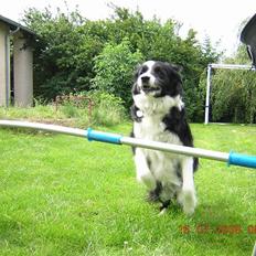 Border collie Pretty Bessie.  aflivet