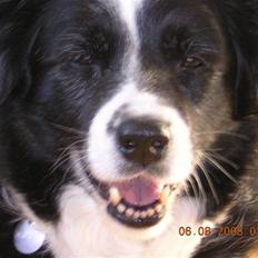 Border collie Pretty Bessie.  aflivet