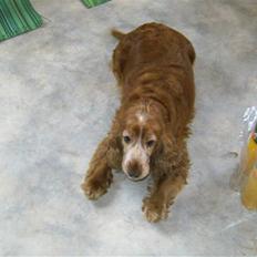 Cocker spaniel Luna