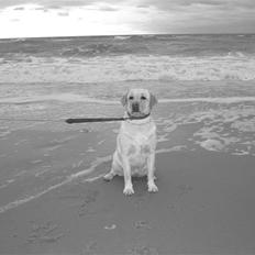 Labrador retriever Money Honey (Mille)