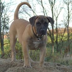 Boerboel Akua Alba