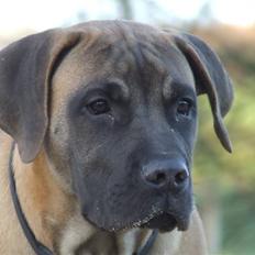 Boerboel Akua Alba