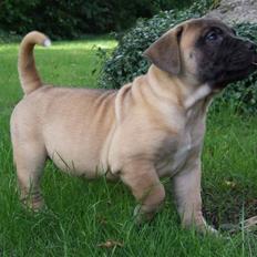 Boerboel Akua Alba