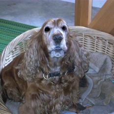 Cocker spaniel Luna