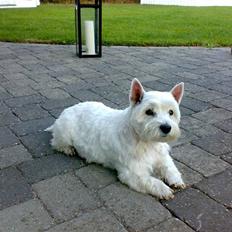 West highland white terrier Molly