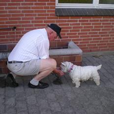 West highland white terrier Molly