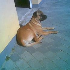 Boerboel Anasha Hector II