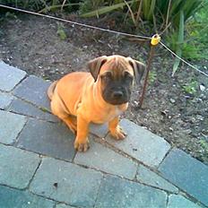 Boerboel Anasha Hector II