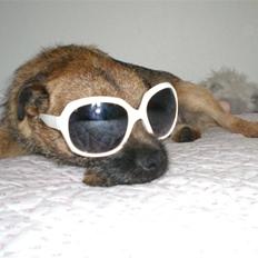 Border terrier Boss