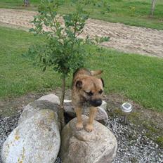 Border terrier Boss