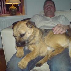 Border terrier Boss