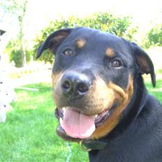 Rottweiler Lupa