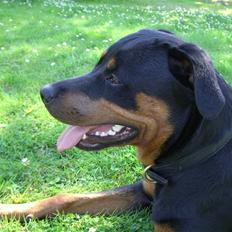 Rottweiler Lupa