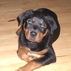 Rottweiler Lupa