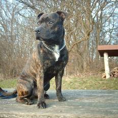 Staffordshire bull terrier $$Cæzar$$