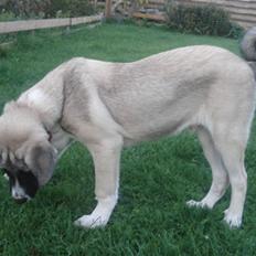 Kangal DUMAN