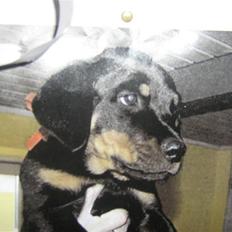 Rottweiler palle R.I.P.