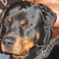Rottweiler palle R.I.P.