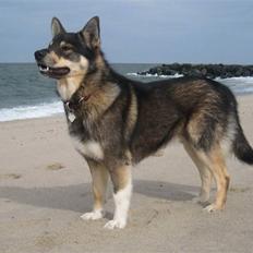 Finsk hyrdehund Raigaladei Arkos