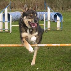 Finsk hyrdehund Raigaladei Arkos