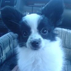 Papillon Anton