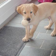 Golden retriever Walter