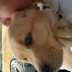 Labrador retriever malou