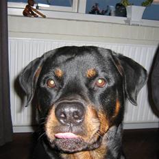 Rottweiler palle R.I.P.