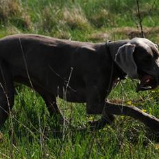 Weimaraner Molly