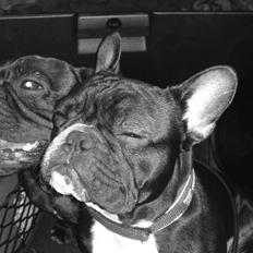 Fransk bulldog Gizmo