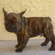 Fransk bulldog Phister