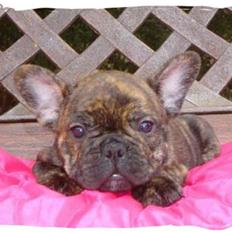 Fransk bulldog Phister